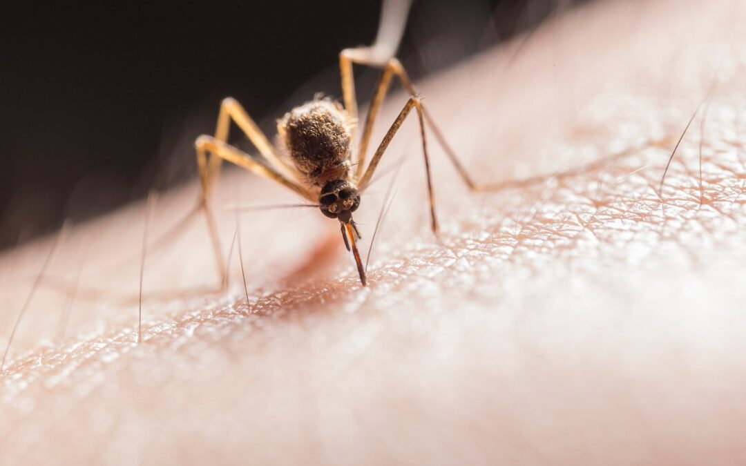 Redeeming Mosquitos