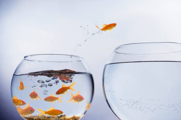 Goldfish jumping to a larger bowl  Individuality  stock pictures, royalty-free photos & images